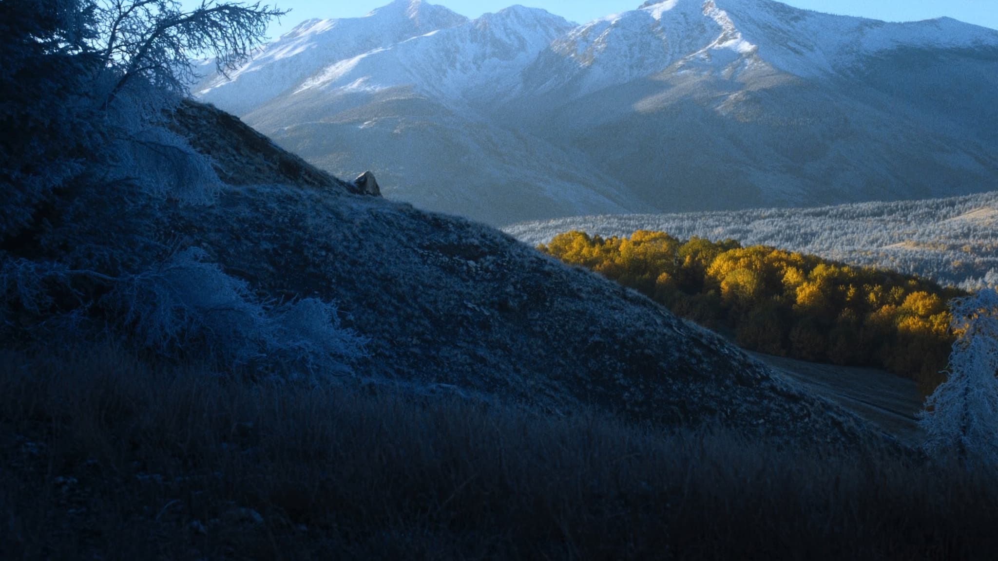 Western Elk
