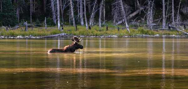 Book Premium Camping Near Yellowstone National Park – Campspot - Image 6